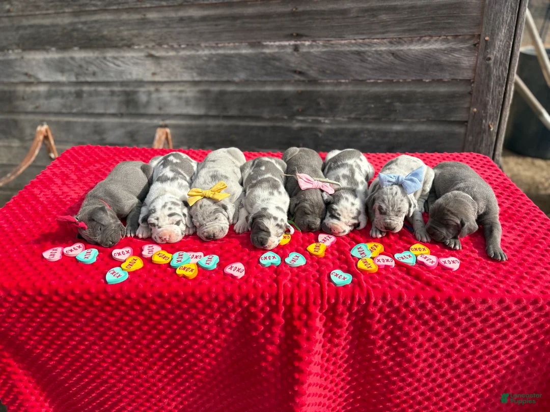 Great Dane dogs for sale: Great Dane - Teal - Ad 13