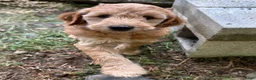 Irish Doodle dogs for sale: 🌹Rosie - Ad 5