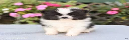 Pomeranian dogs for sale: Cream Puff - Ad 3