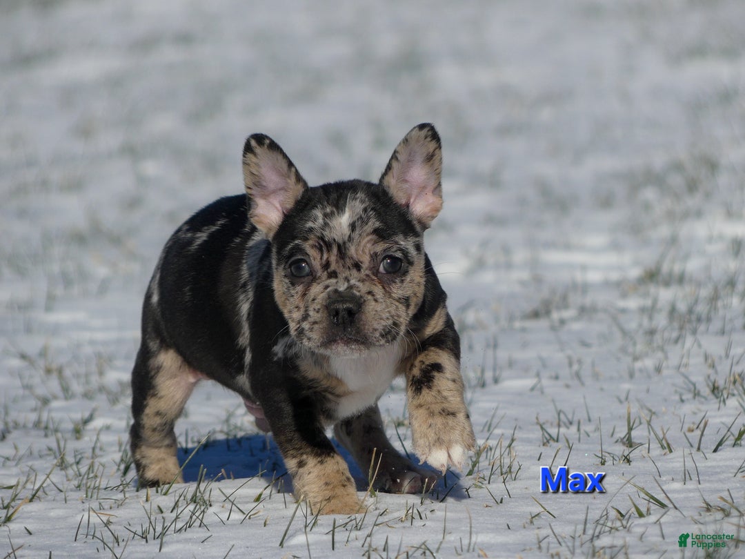 Mixed Breed dogs for sale: Max - Ad 2