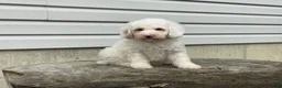 Miniature Poodle dogs for sale: Daxton Miniature Poodle  - Ad 3
