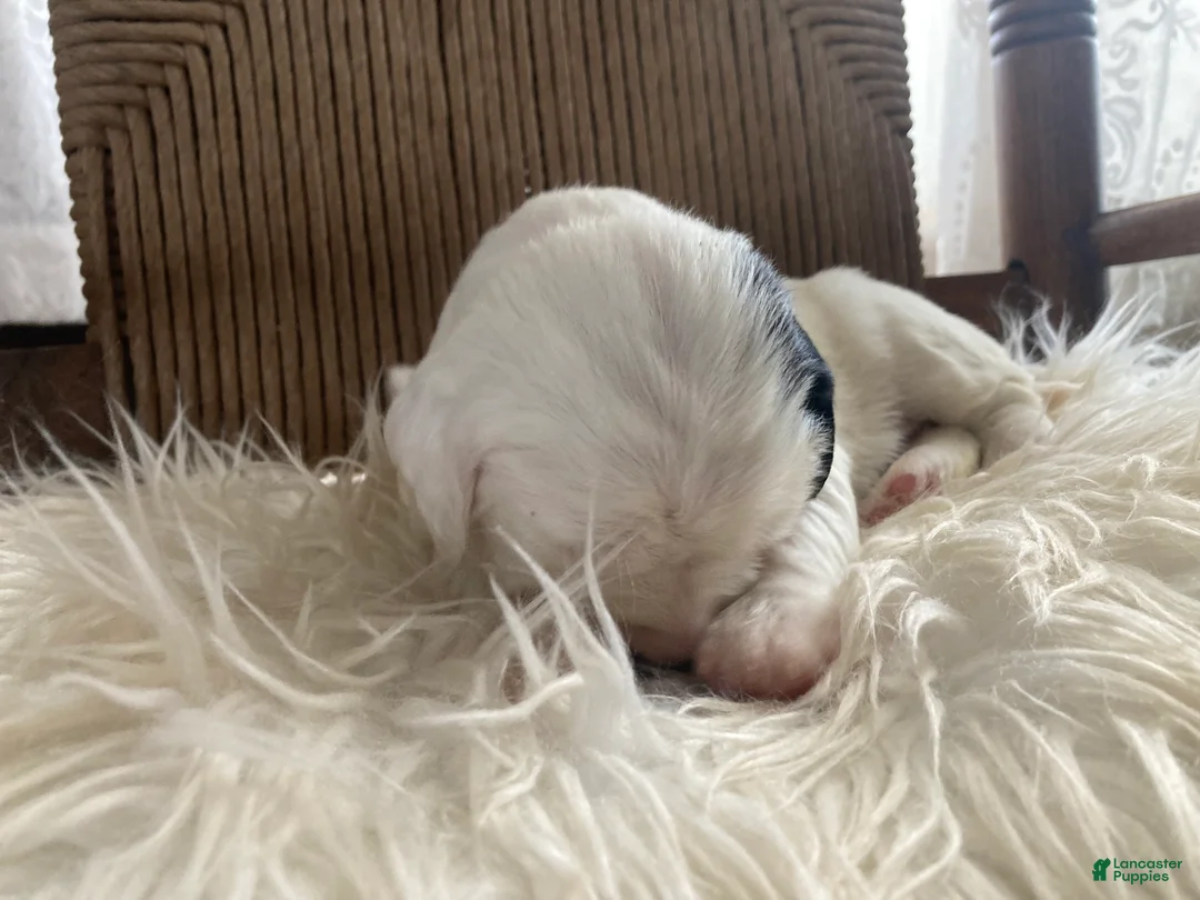 English Setter dogs for sale: Dilly - Ad 5
