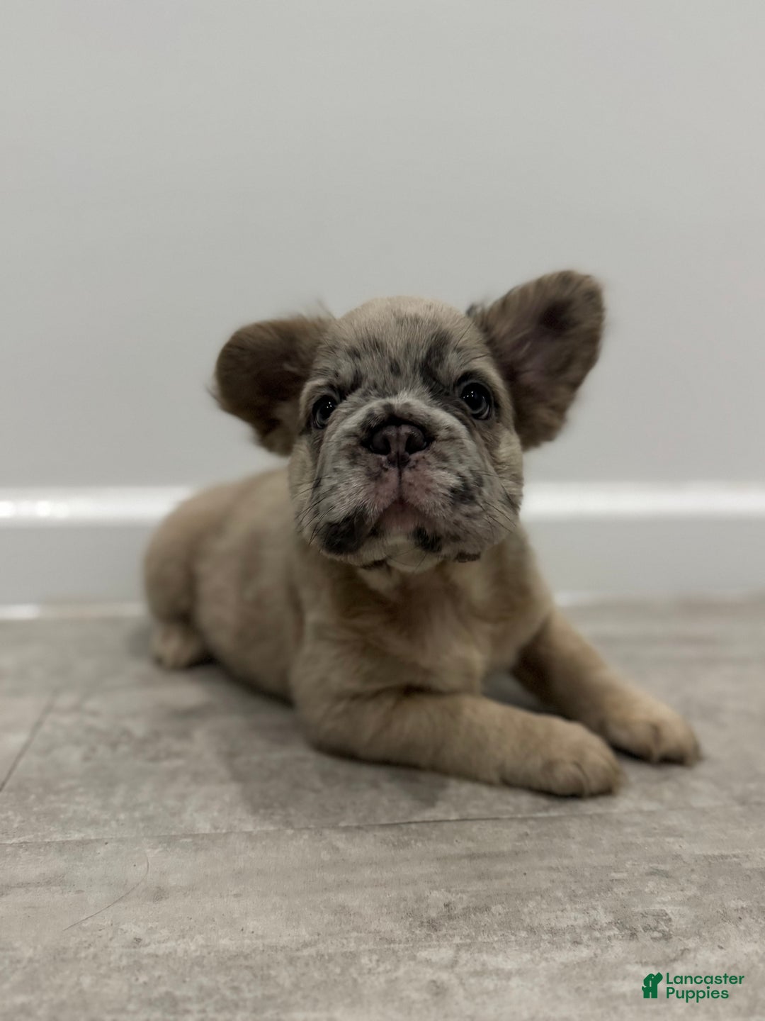 French Bulldog dogs for sale: STAR  - Ad 2