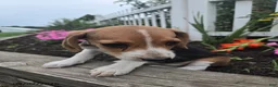Beagle dogs for sale: Peggy - Ad 3