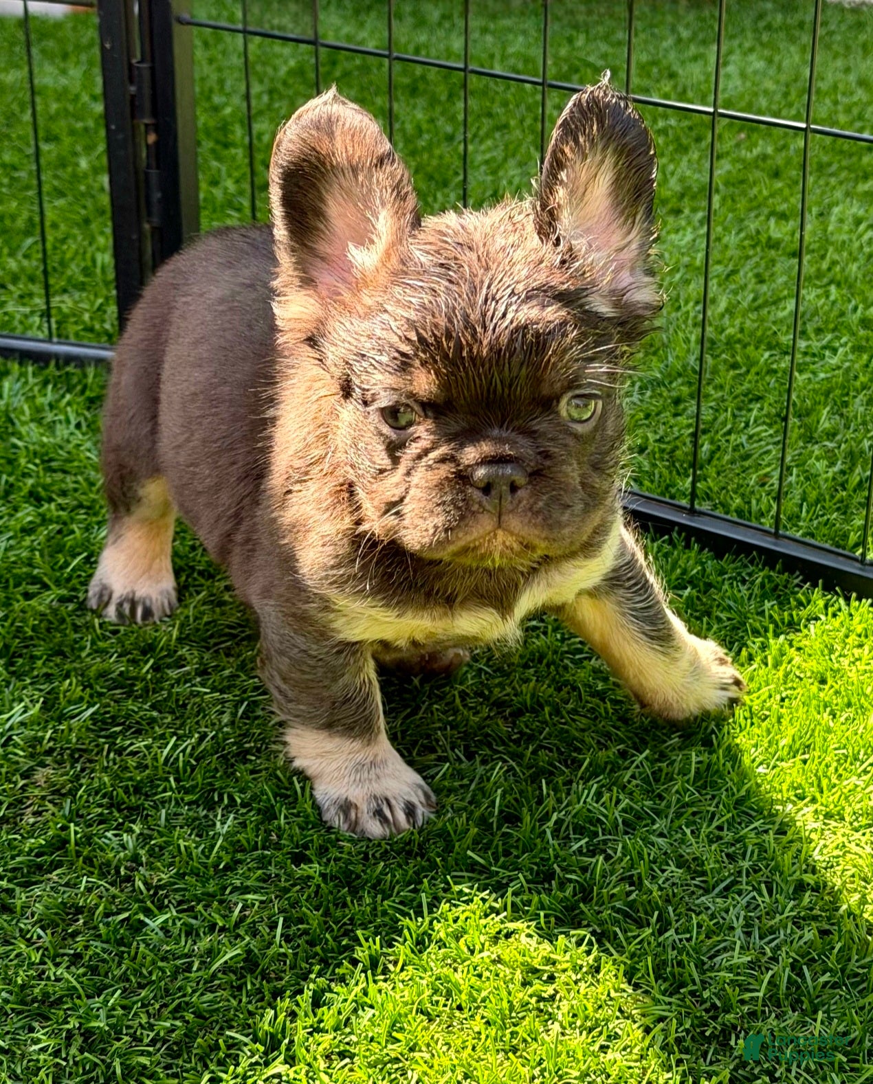 French Bulldog dogs Baby Grizzly  - Ad 2