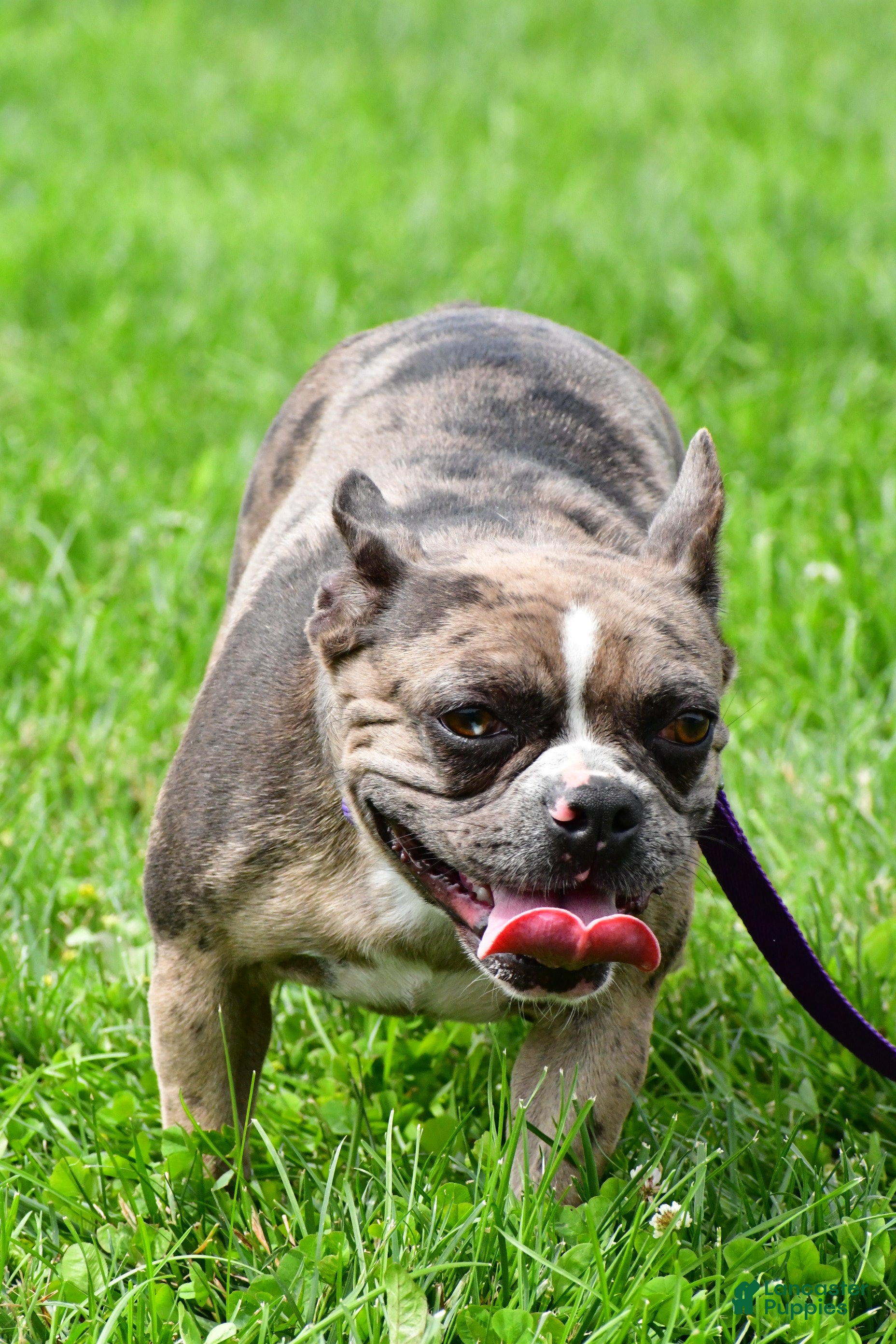 Mixed Breed dogs Jackie - Ad 29