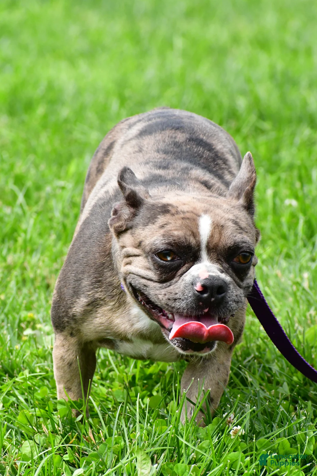Mixed Breed dogs for sale: Jackie - Ad 1