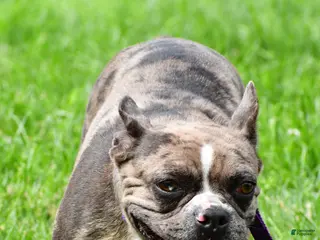 Mixed Breed dogs Jackie - Ad 29