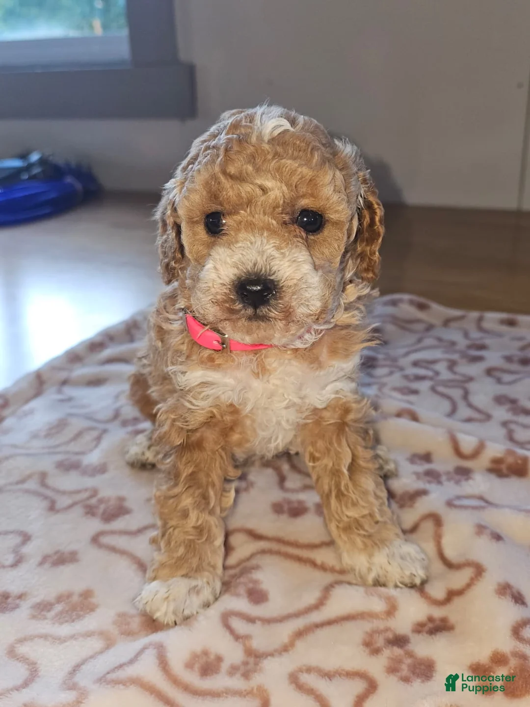 Miniature Poodle dogs for sale: Mia - Ad 1