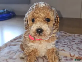 Miniature Poodle dogs Mia - Ad 9