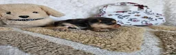 Mixed Breed dogs for sale: Chocolater Merle Elvis - Ad 2