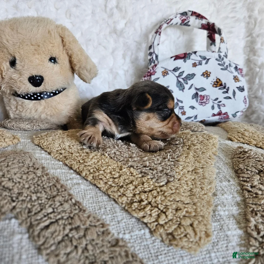 Mixed Breed dogs for sale: Chocolater Merle Elvis - Ad 2