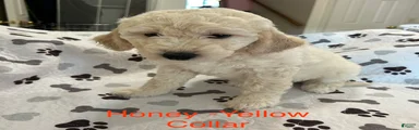 Honey- Yellow Female Goldendoodle 