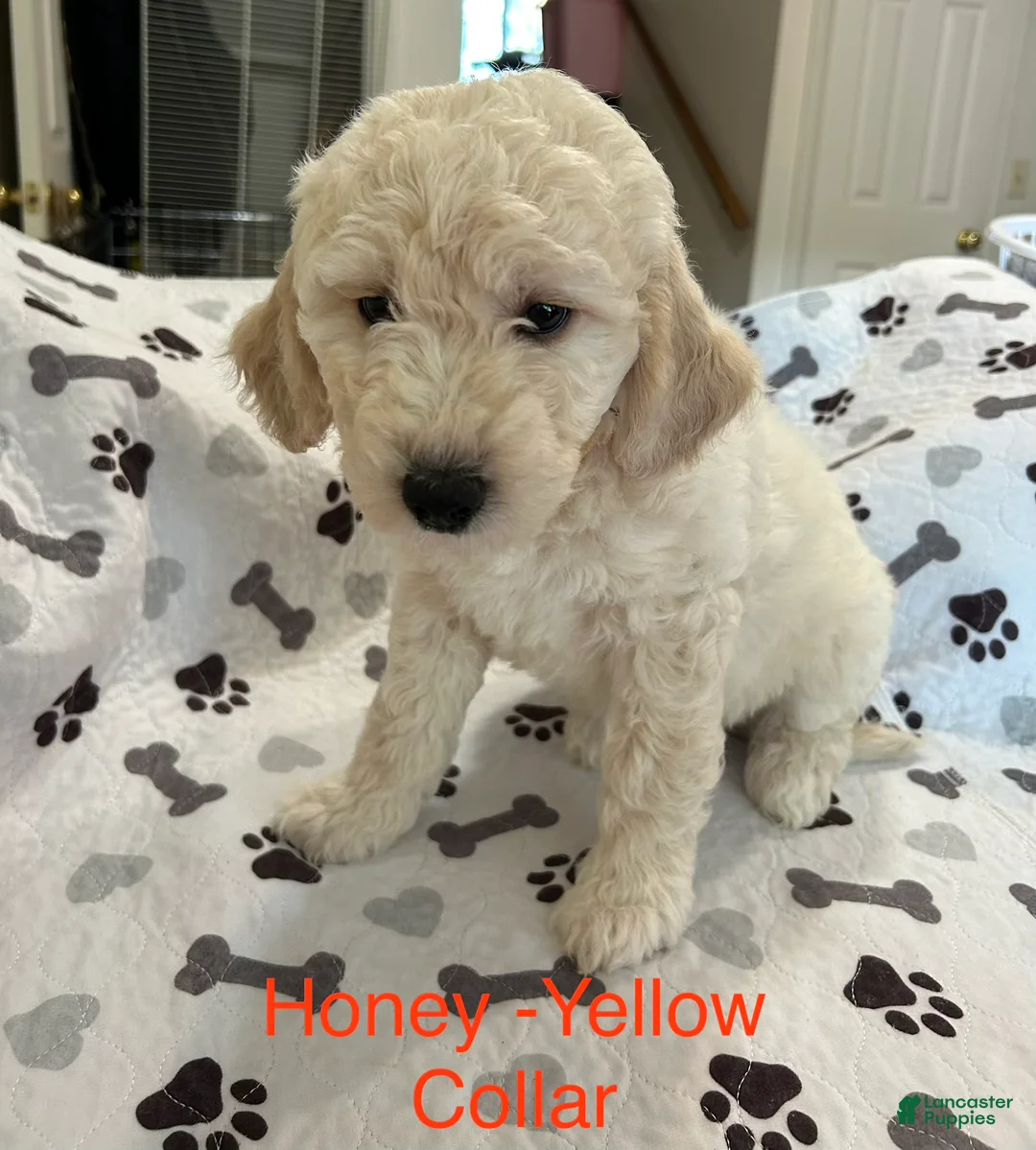 Goldendoodle dogs for sale: Honey- Yellow Female Goldendoodle  - Ad 1