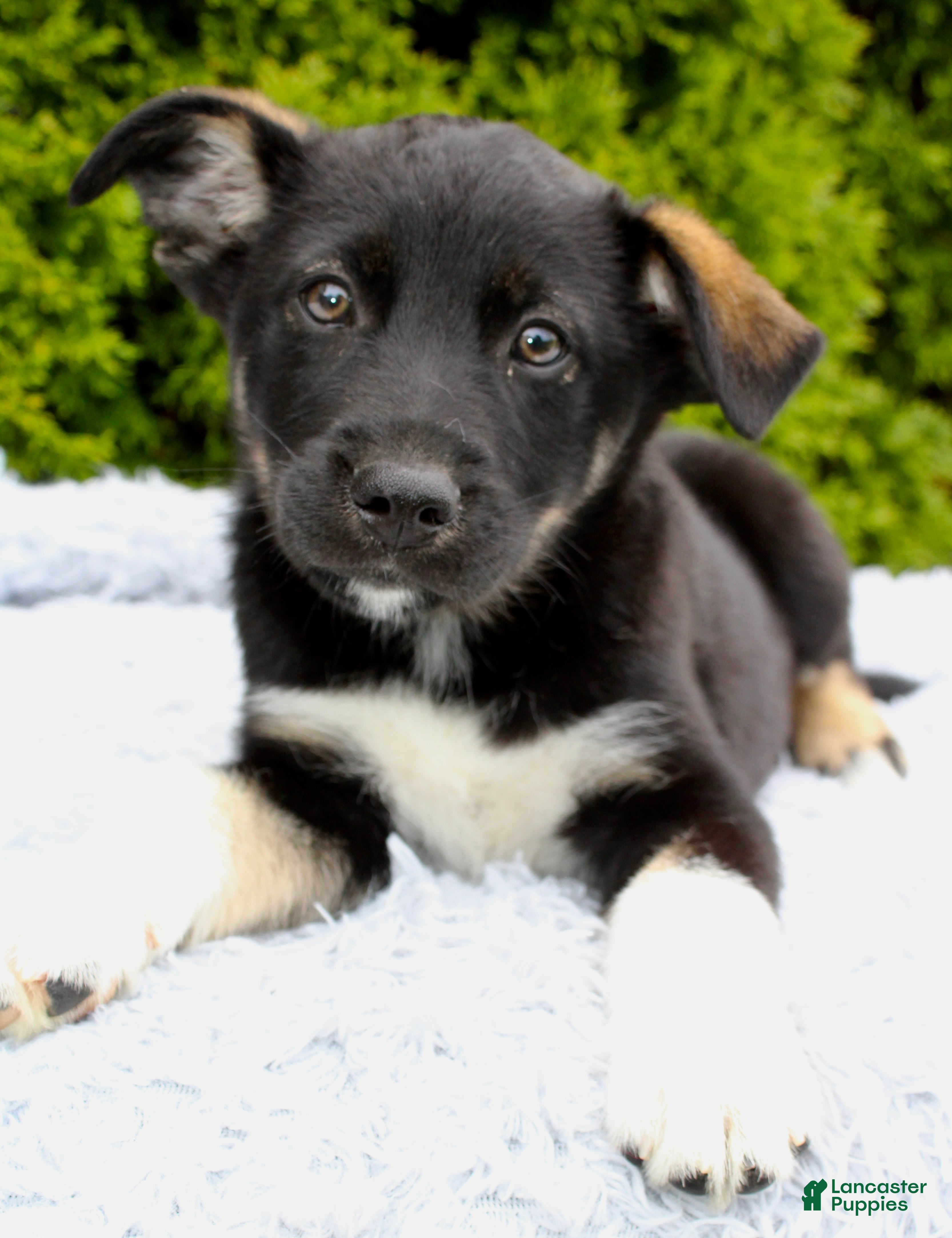 Mixed Breed dogs Kenny - Ad 2