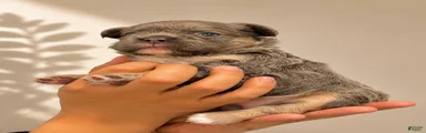 French Bulldog Puppy 1