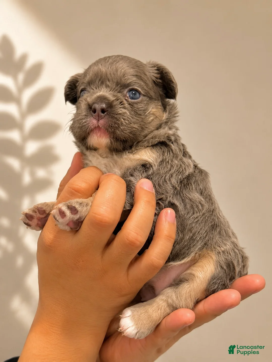 French Bulldog dogs for sale: French Bulldog Puppy 1 - Ad 1