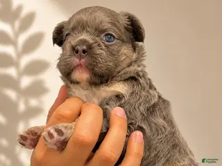 French Bulldog dogs for sale: French Bulldog Puppy 1 - Ad 4