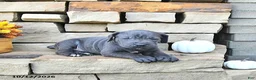 Cane Corso dogs for sale: Ace - Ad 4