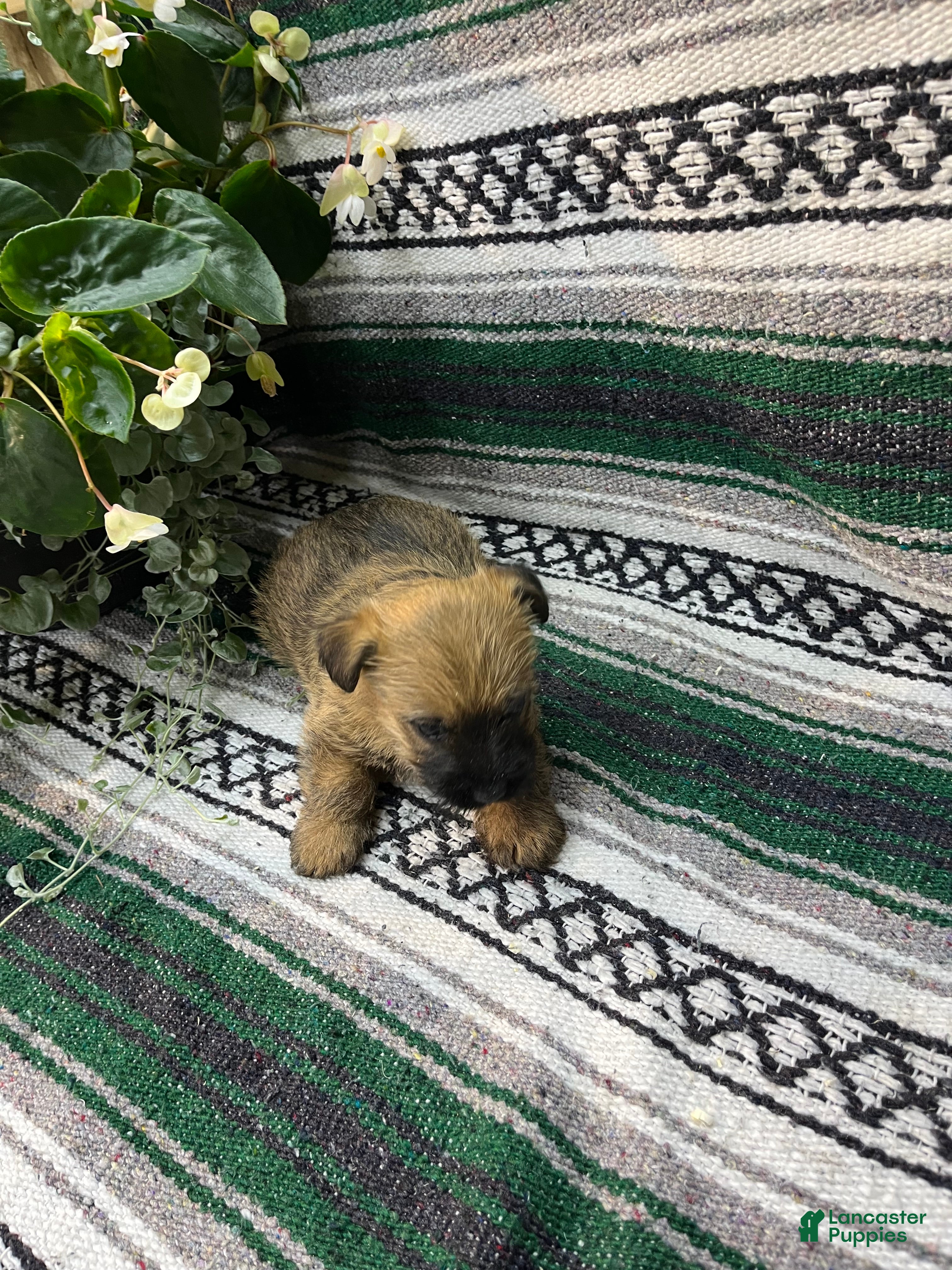 Cairn Terrier dogs Buddy - Ad 2
