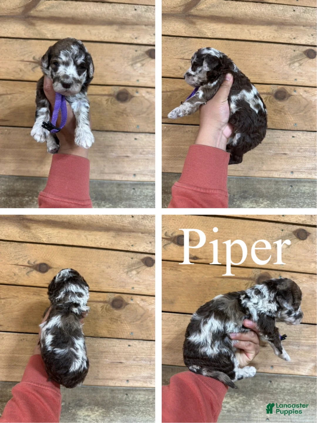 Mixed Breed dogs for sale: Piper - Ad 1