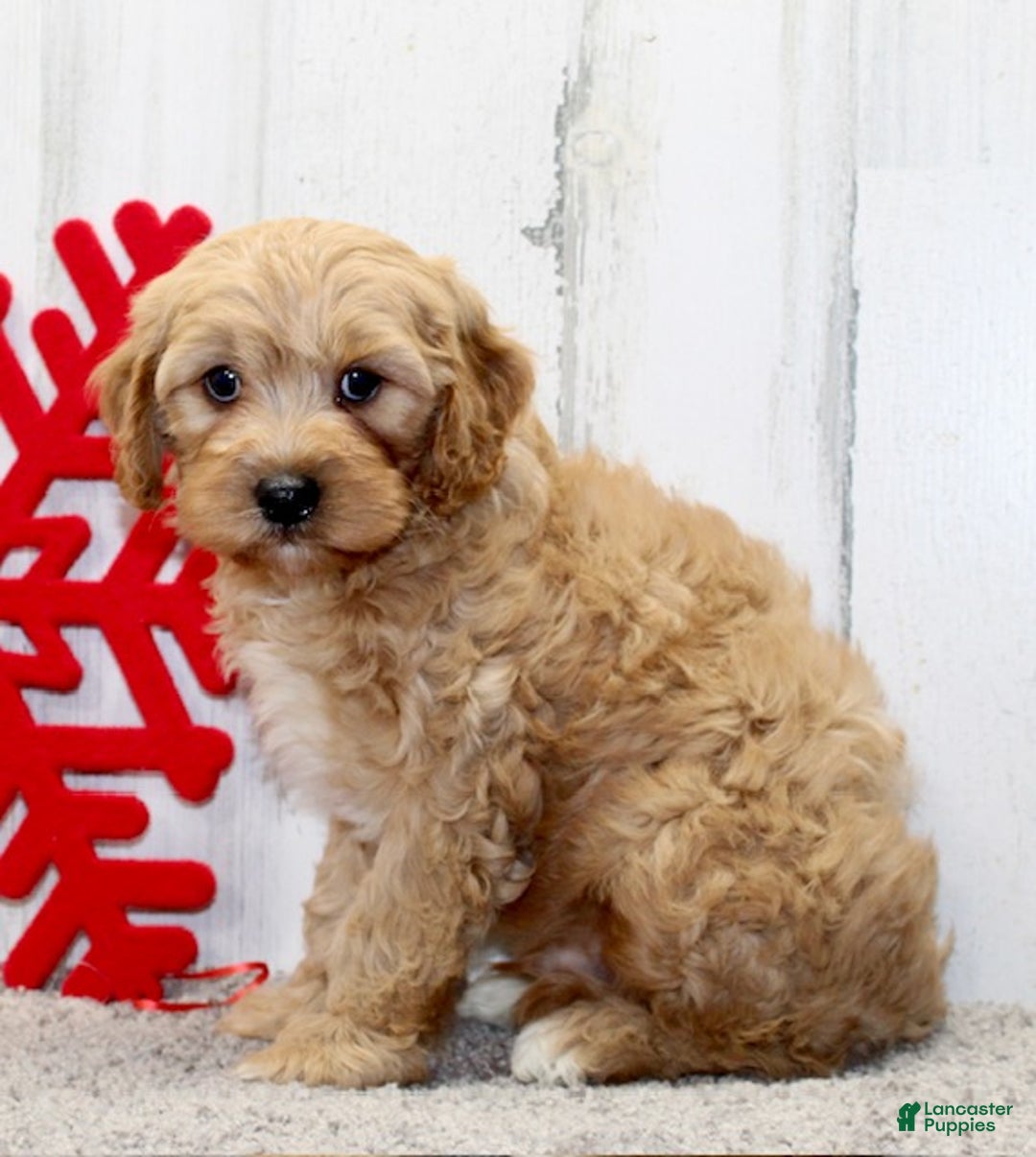 Cavapoo dogs for sale: Ralphie - Ad 5