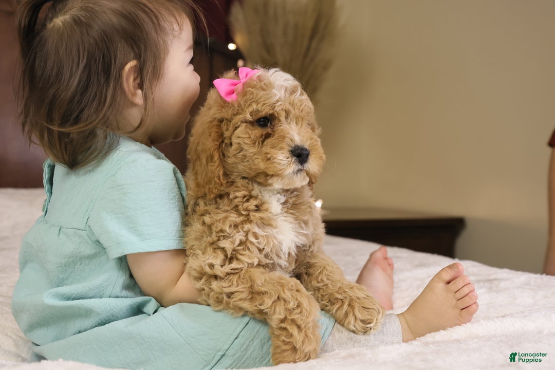 Goldendoodle dogs for sale: Holly - Ad 4