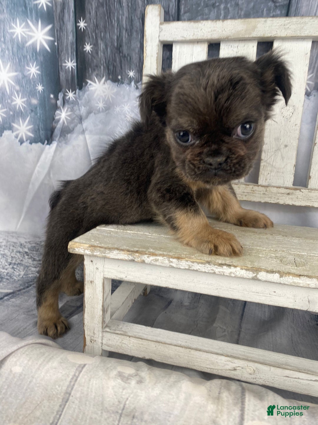 French Bulldog dogs for sale: Laken - Ad 13