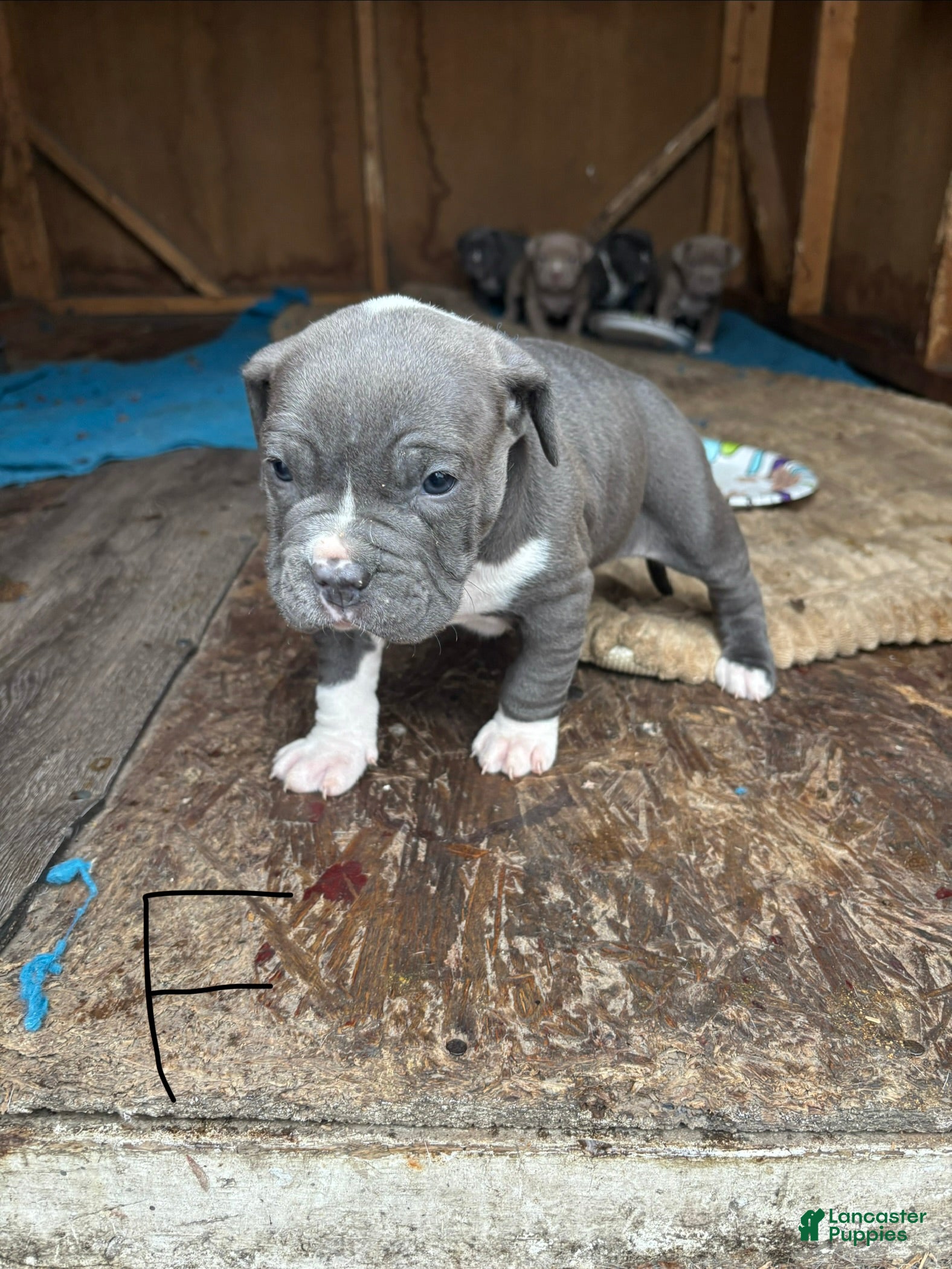 American Pit Bull Terrier dogs American Pit Bull Terrier Puppy 1 - Ad 34