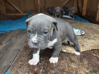 American Pit Bull Terrier dogs American Pit Bull Terrier Puppy 1 - Ad 39