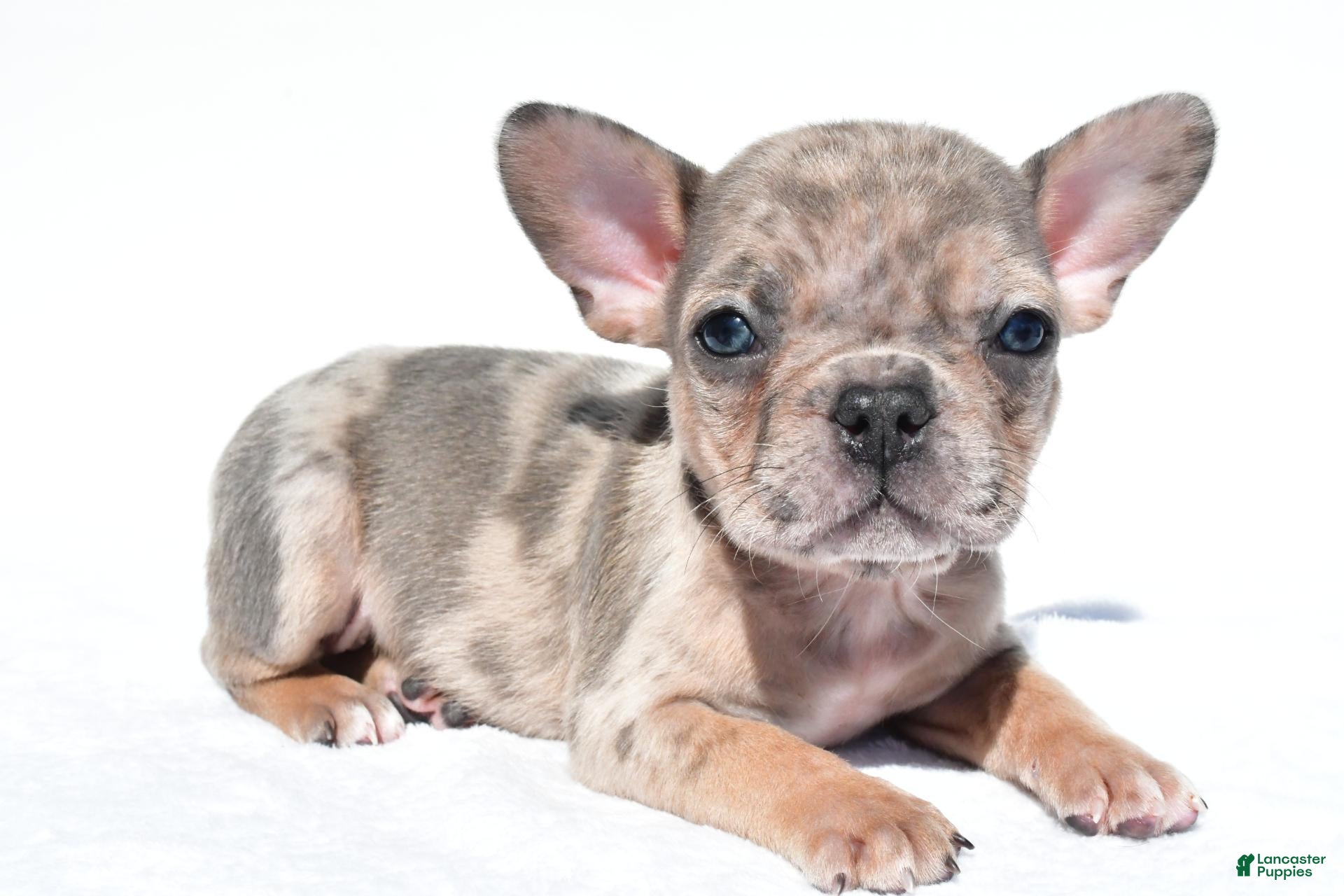French Bulldog dogs Charlie - Ad 1