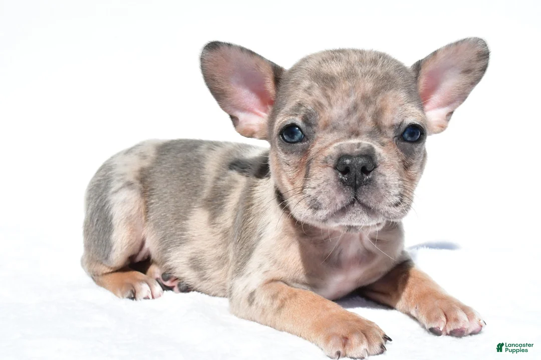 French Bulldog dogs for sale: Charlie - Ad 1