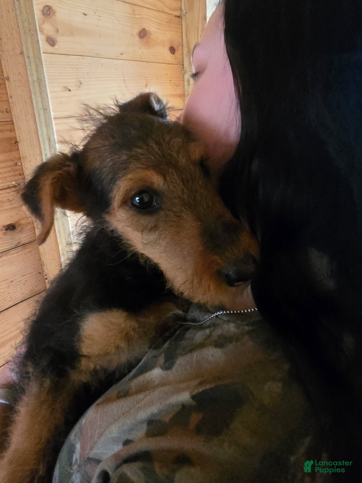 Airedale Terrier dogs Adam Airedale  - Ad 7