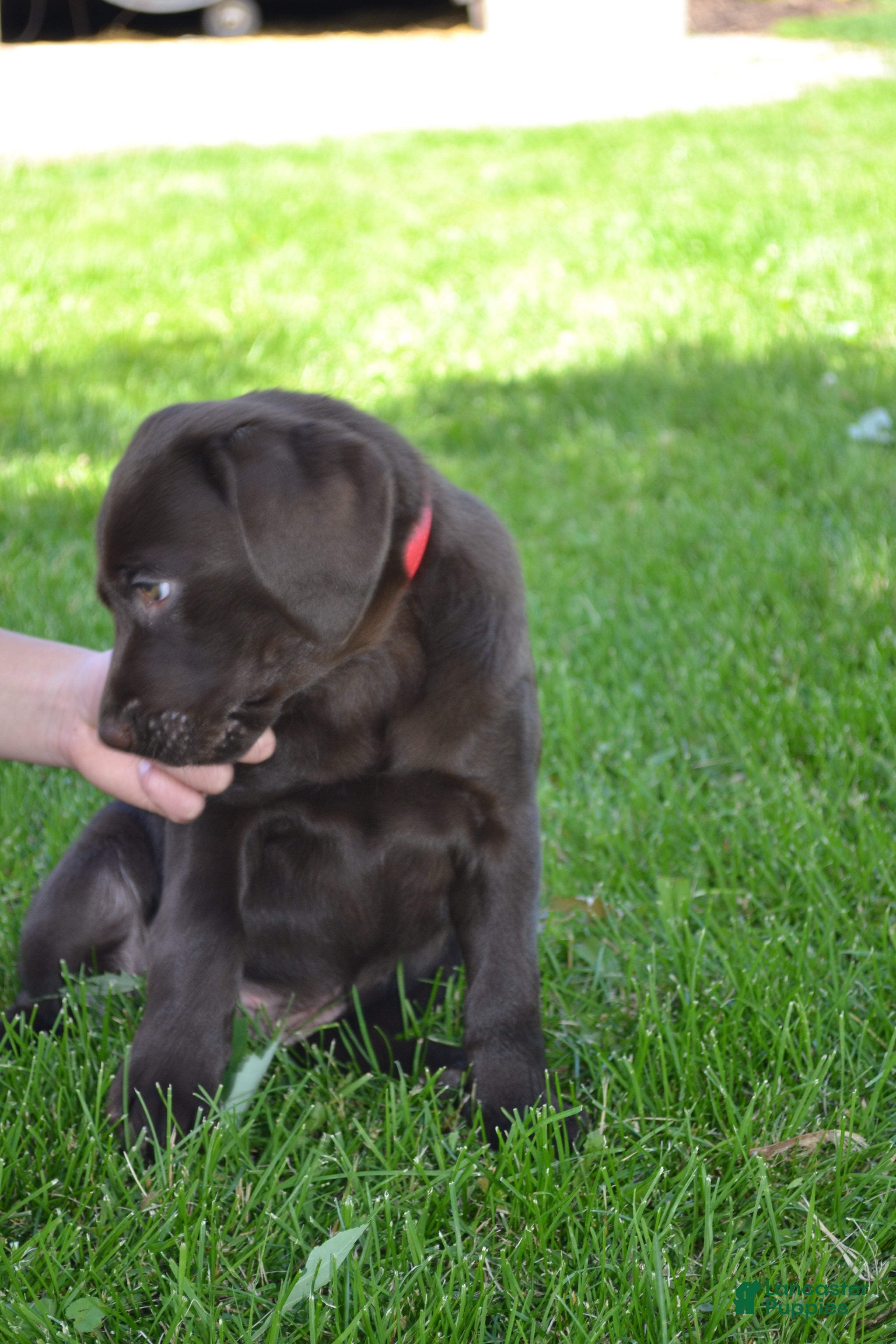 Labrador Retriever dogs Lola - Ad 2