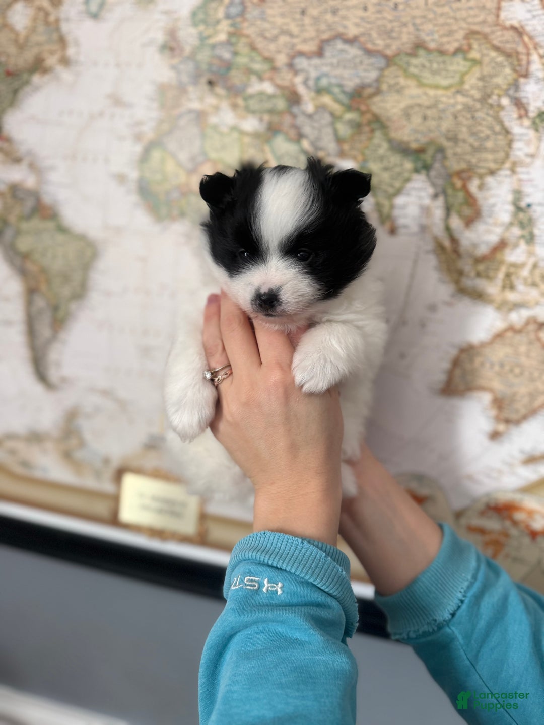 Pomeranian dogs for sale: Pomeranian Puppy 2 - Ad 2