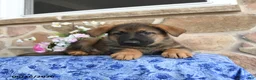 German Shepherd dogs for sale: Saber - Ad 3