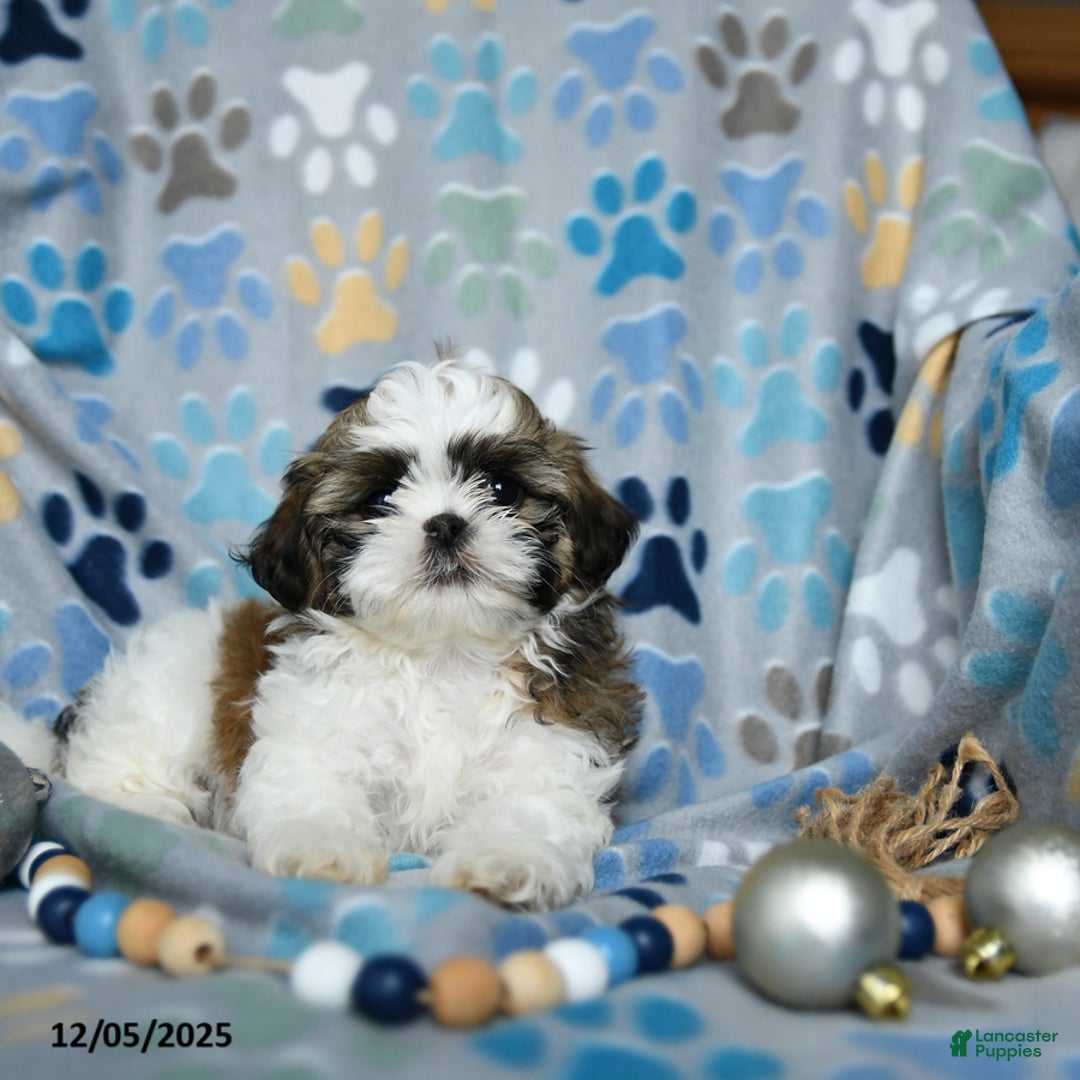 Shih Tzu dogs for sale: Joseph - Ad 3