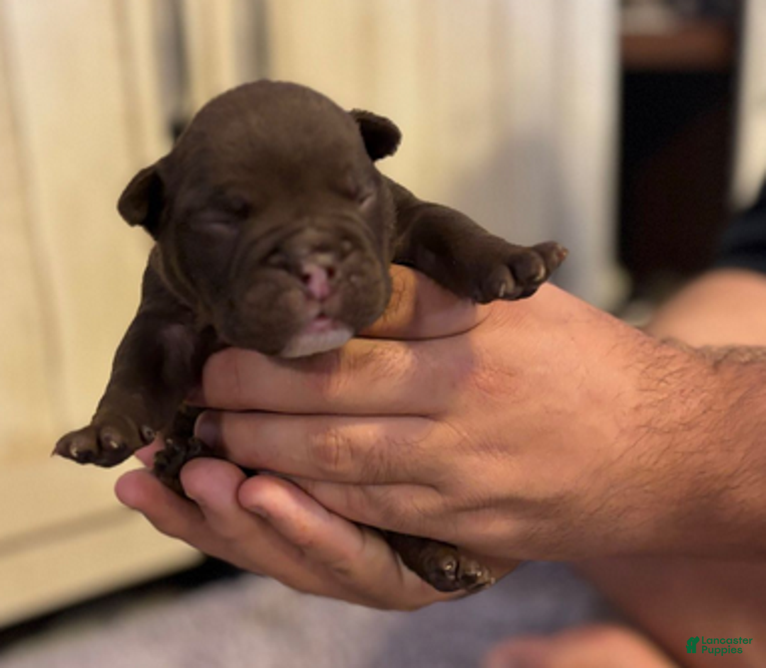 English Bulldog dogs for sale: Buggsy - Ad 4