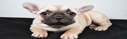 French Bulldog dogs for sale: Hazel - Ad 4