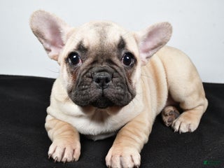 French Bulldog dogs Hazel - Ad 5