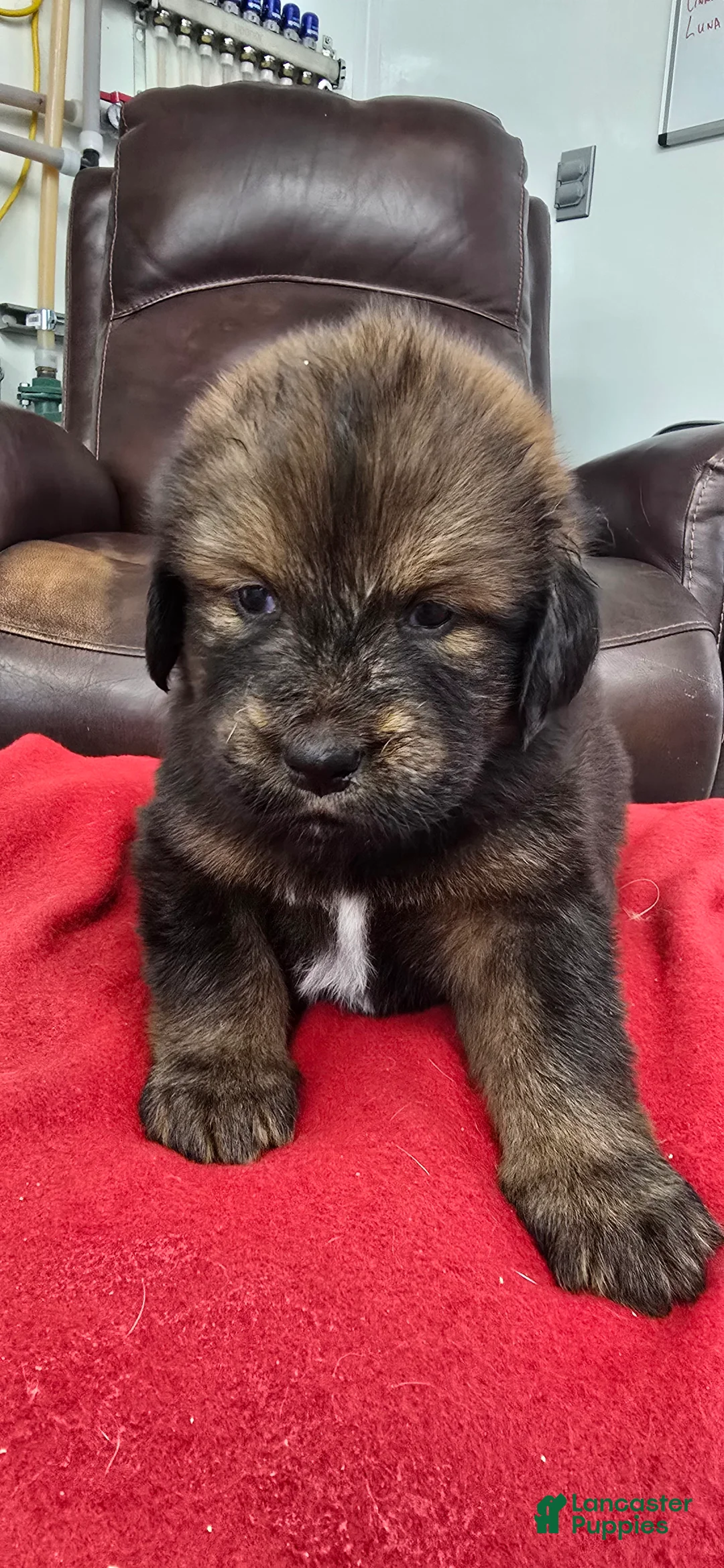 Tibetan Mastiff dogs for sale: Ava - Ad 3