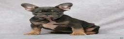 French Bulldog dogs for sale: Grace - Ad 1