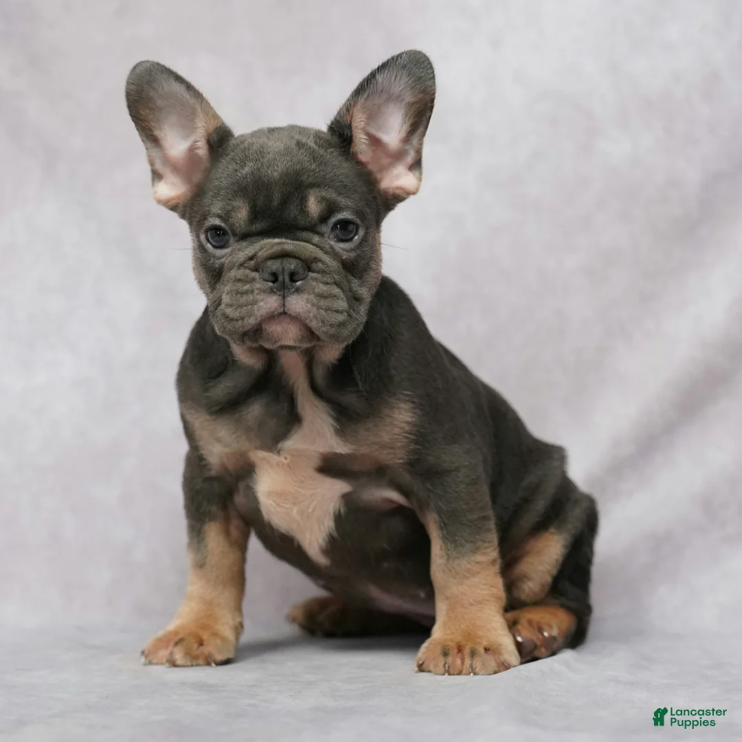 French Bulldog dogs for sale: Grace - Ad 1