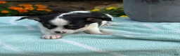 Chihuahua dogs for sale: Tiny - Ad 6