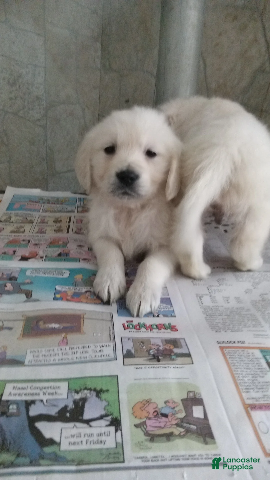Golden Retriever dogs for sale: Cj - Ad 3