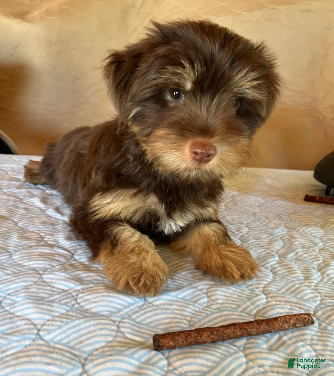 Yorkshire Terrier dogs for sale: Cocoa - Ad 3