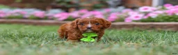 Cavapoo dogs for sale: Bodie - Ad 5