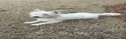 Westiepoo dogs for sale: Maple - Ad 3