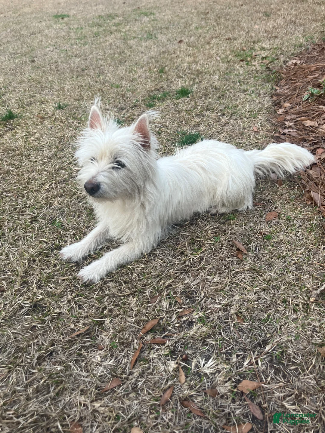 Westiepoo dogs for sale: Maple - Ad 3