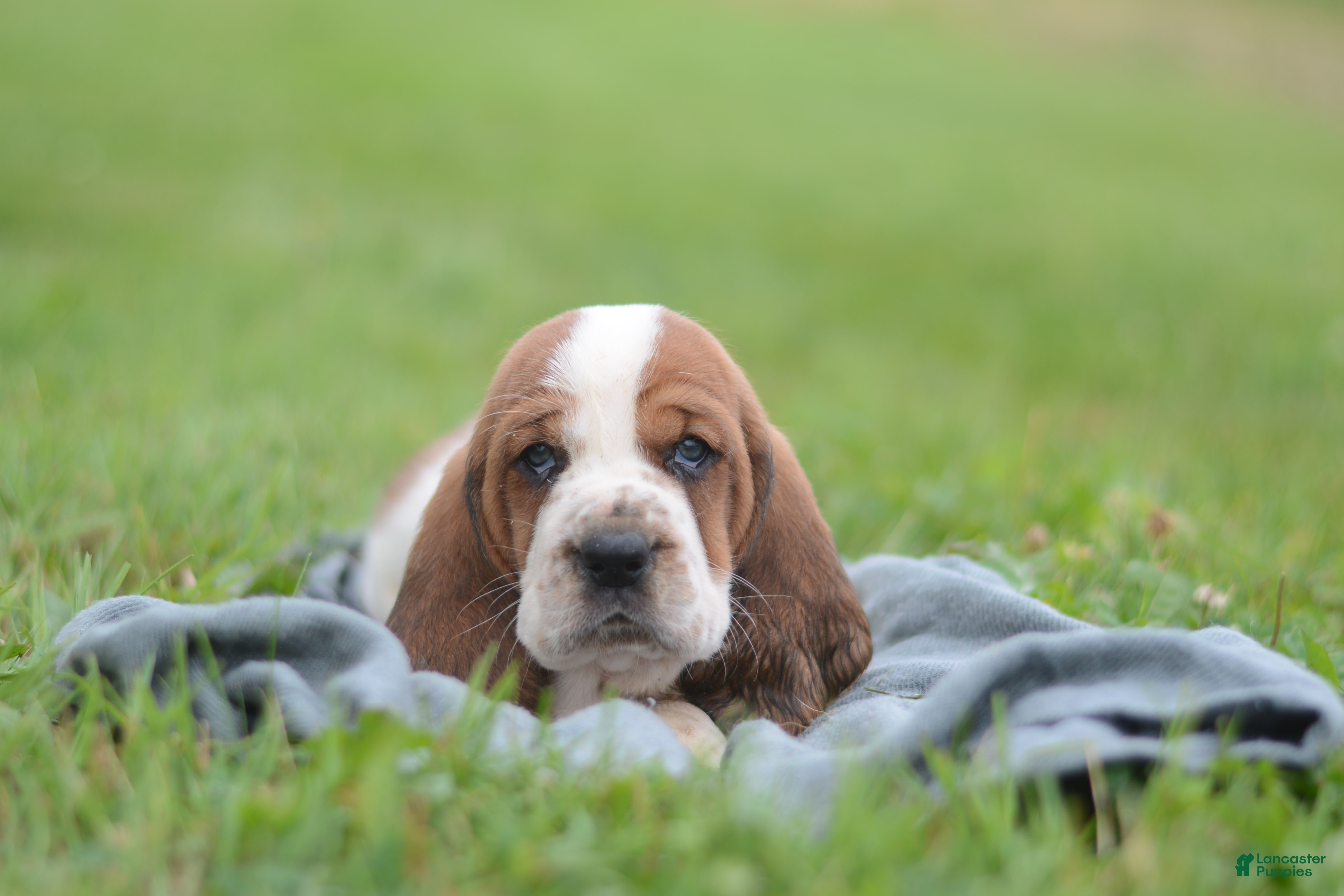 Basset Hound dogs Sam - Ad 1